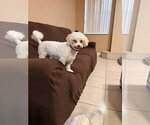 Small #4 Maltese Mix