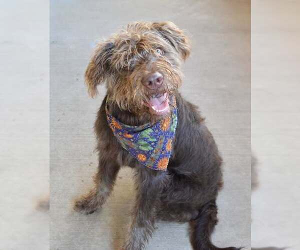 Medium Photo #1 Labradoodle Puppy For Sale in McKinney, TX, USA