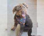 Small Labradoodle
