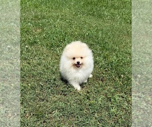 Pomeranian Puppy for sale in DAWSONVILLE, GA, USA