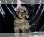 Small Photo #81 Poodle (Miniature) Puppy For Sale in WARSAW, IN, USA