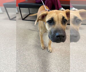 Black Mouth Cur Dogs for adoption in Louisville, KY, USA