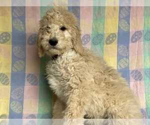 Goldendoodle Puppy for sale in LANCASTER, PA, USA