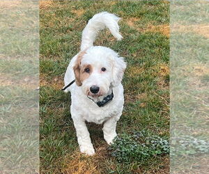 Bassetoodle Dogs for adoption in Mobile, AL, USA