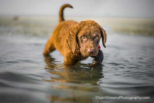 Medium Photo #1 Chesapeake Bay Retriever Puppy For Sale in FERNANDINA BEACH, FL, USA