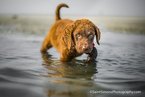 Puppy 1 Chesapeake Bay Retriever