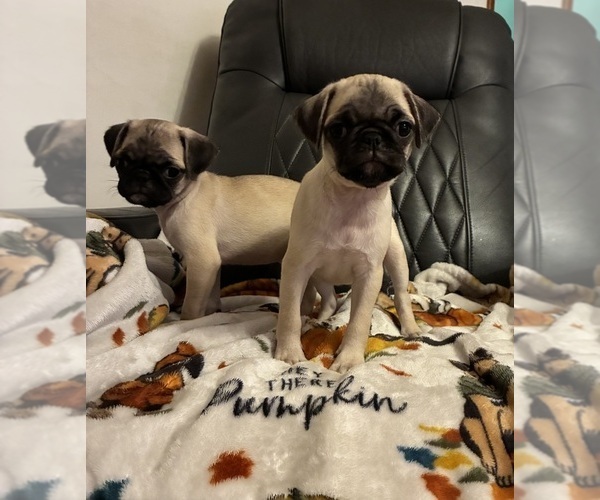 Medium Photo #1 Pug Puppy For Sale in SPRINGFIELD, MO, USA