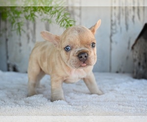 Medium French Bulldog