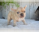 Small French Bulldog