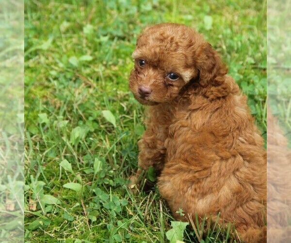 Medium Photo #3 Poodle (Toy) Puppy For Sale in LADYSMITH, WI, USA
