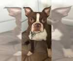Small #1 Boston Terrier