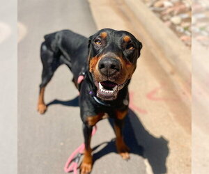 Doberman Pinscher Dogs for adoption in Aurora, CO, USA