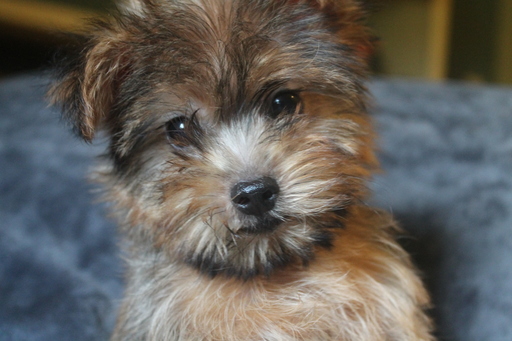 Medium Photo #1 Yorkshire Terrier Puppy For Sale in OLLA, LA, USA