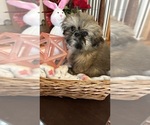 Small Photo #13 Shih Tzu Puppy For Sale in BRIDGETON, NJ, USA