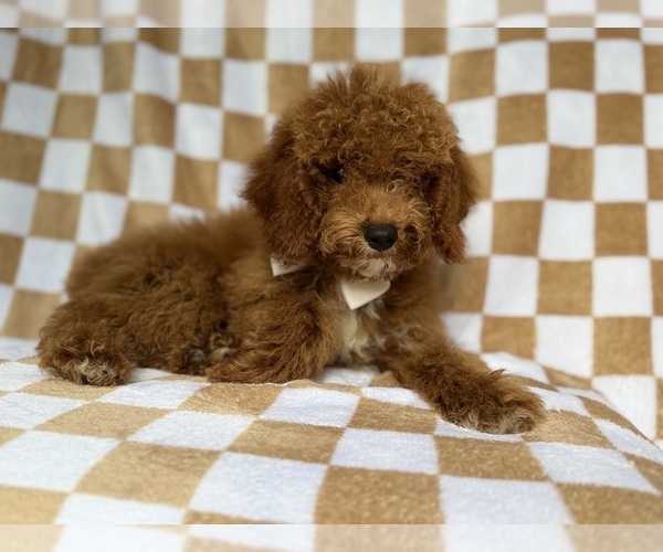 Medium Photo #6 Cock-A-Poo Puppy For Sale in LAKELAND, FL, USA