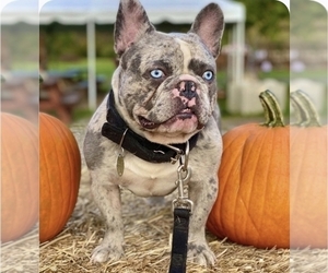Father of the French Bulldog puppies born on 03/07/2026
