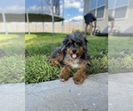 Small Photo #1 Aussie-Poo-Bernedoodle Mix Puppy For Sale in LEXINGTON, SC, USA