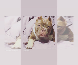 Mother of the American Bully puppies born on 04/01/2023
