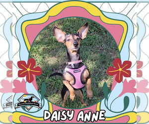 Dachshund-Unknown Mix Dogs for adoption in San Antonio, TX, USA