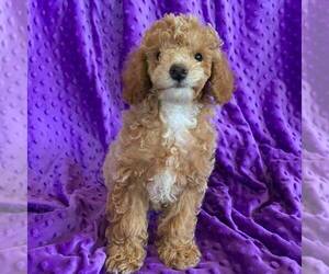 Poodle (Miniature) Puppy for sale in ARTHUR, IL, USA