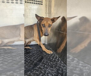 Rhodesian Ridgeback-Unknown Mix Dogs for adoption in Rancho Cucamonga, CA, USA