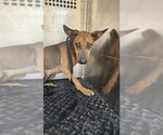 A781099 - Female Rhodesian Ridgeback-Unknown Mix Dog for Adoption - Small photo