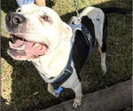 Small #1 Staffordshire Bull Terrier Mix