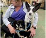 Small #2 Border Collie-Rat Terrier Mix