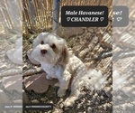 Small Photo #1 Havanese Puppy For Sale in TUCSON, AZ, USA