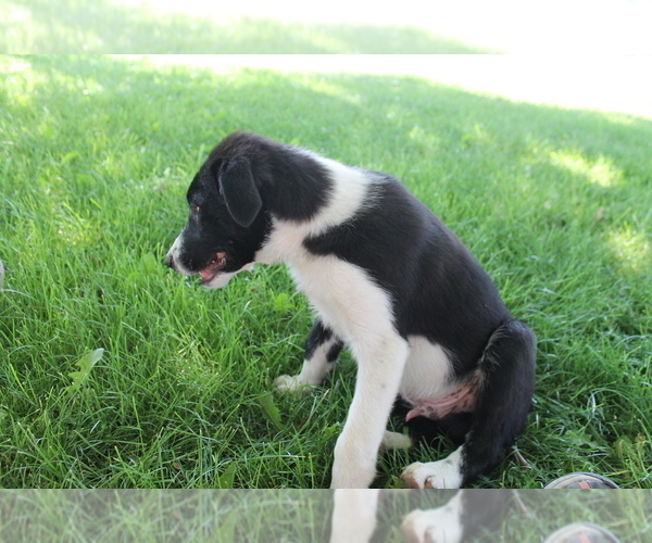 Medium Photo #4 Border Collie Puppy For Sale in VALLEY, WA, USA