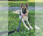 Small #1 German Shepherd Dog