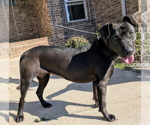 Mutt Dogs for adoption in Boston, MA, USA