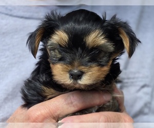 Yorkshire Terrier Puppy for sale in CORNERSVILLE, TN, USA