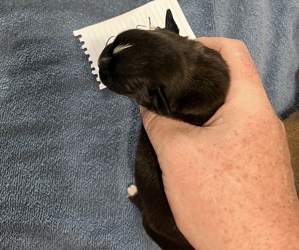 Boxer Puppy for sale in BLOOMINGTON, IL, USA