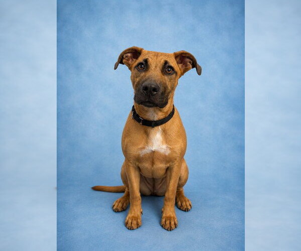Medium Photo #1 Mutt Puppy For Sale in Westminster, MD, USA