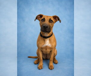 Mutt Dogs for adoption in Westminster, MD, USA