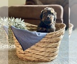 Small Photo #16 Bernedoodle Puppy For Sale in BUFFALO, MO, USA