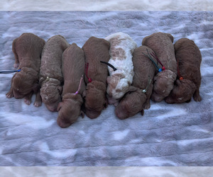 Labradoodle Puppy for sale in POLLOCK PINES, CA, USA