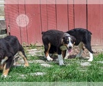 Small #2 Australian Shepherd