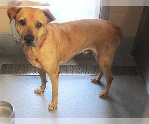 Medium American Pit Bull Terrier-Labrador Retriever Mix