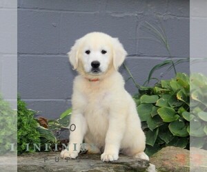 Medium English Cream Golden Retriever