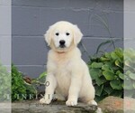 Small English Cream Golden Retriever
