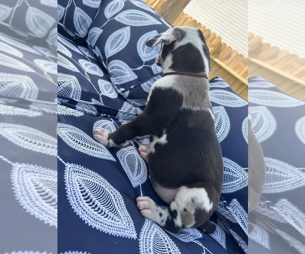 Medium Photo #33 Great Dane Puppy For Sale in WILLIS, TX, USA
