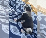 Small Photo #33 Great Dane Puppy For Sale in WILLIS, TX, USA