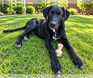 Legend - Male Labrador Retriever-Unknown Mix Dog for Adoption - Photo #4