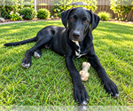 Small Photo #4 Labrador Retriever-Unknown Mix Puppy For Sale in Clovis, CA, USA
