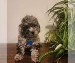 Small #3 Poodle (Miniature)