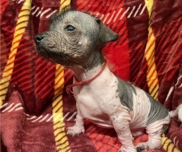Medium Photo #1 Chinese Crested Puppy For Sale in SOUTHERN PINES, NC, USA