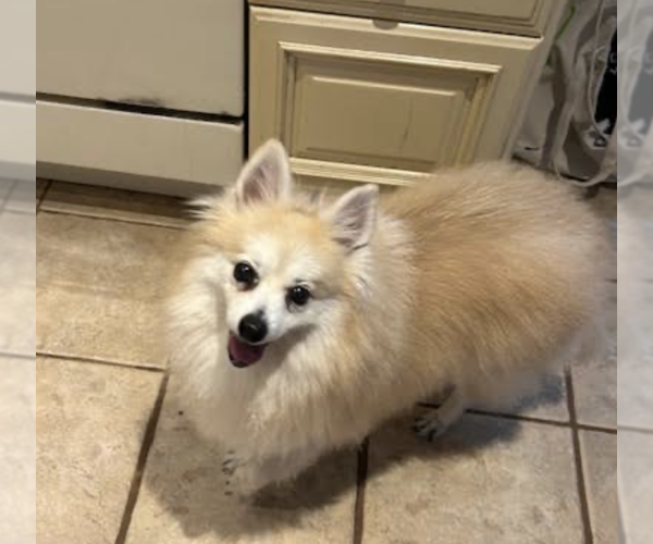 Medium Photo #3 Pomeranian-Unknown Mix Puppy For Sale in Brooklyn, NY, USA