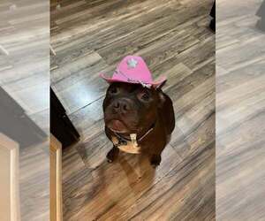 American Pit Bull Terrier-Unknown Mix Dogs for adoption in Springdale, PA, USA